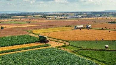 Ekonomik coğrafyada tarım ve hayvancılık üretimi ve dağılım analizi.