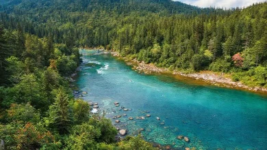 Ekosistem nedir, farklı çeşitleri ve işleyiş mekanizmasını gösteren açıklayıcı görsel.