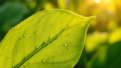 Fotosentez nedir, evreleri ve önemi. Bitkilerin ışık enerjisiyle besin üretimi, klorofil ve yeşil yapraklar.